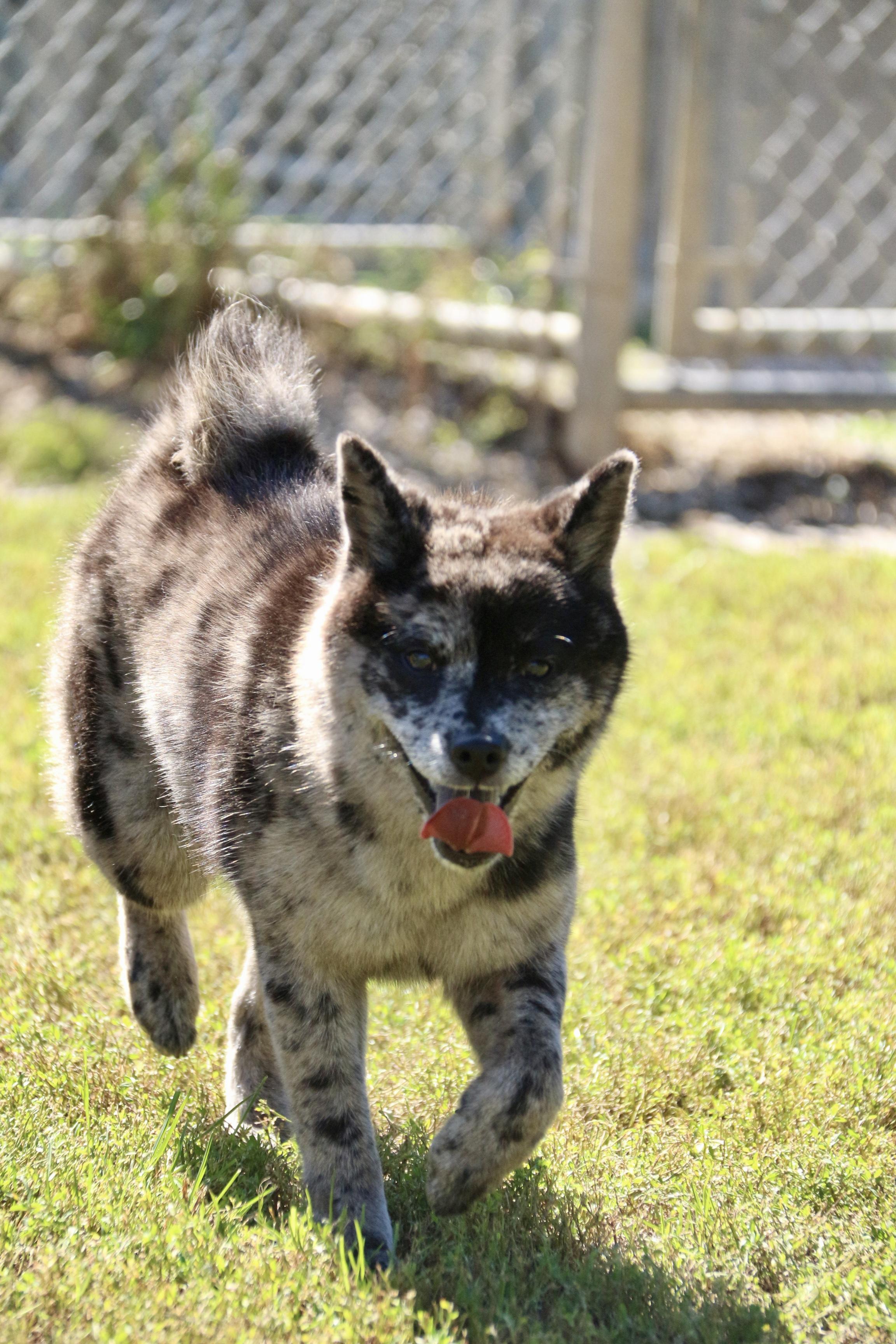 Enlarge Lucille, a Adoptable mixed breed in Ilderton, ON image 4/6