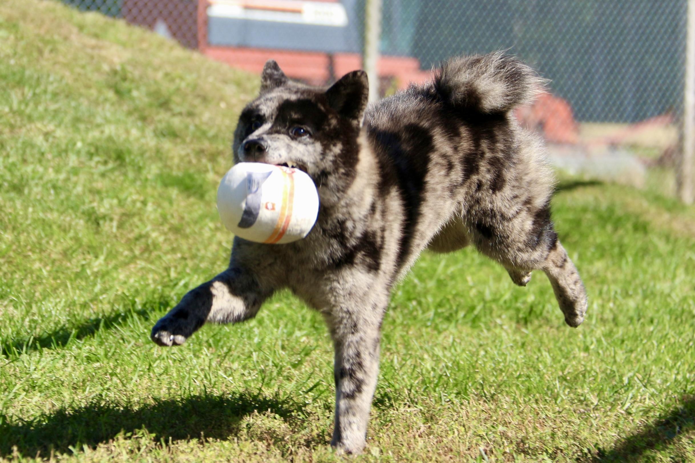 Enlarge Lucille, a Adoptable mixed breed in Ilderton, ON image 5/6