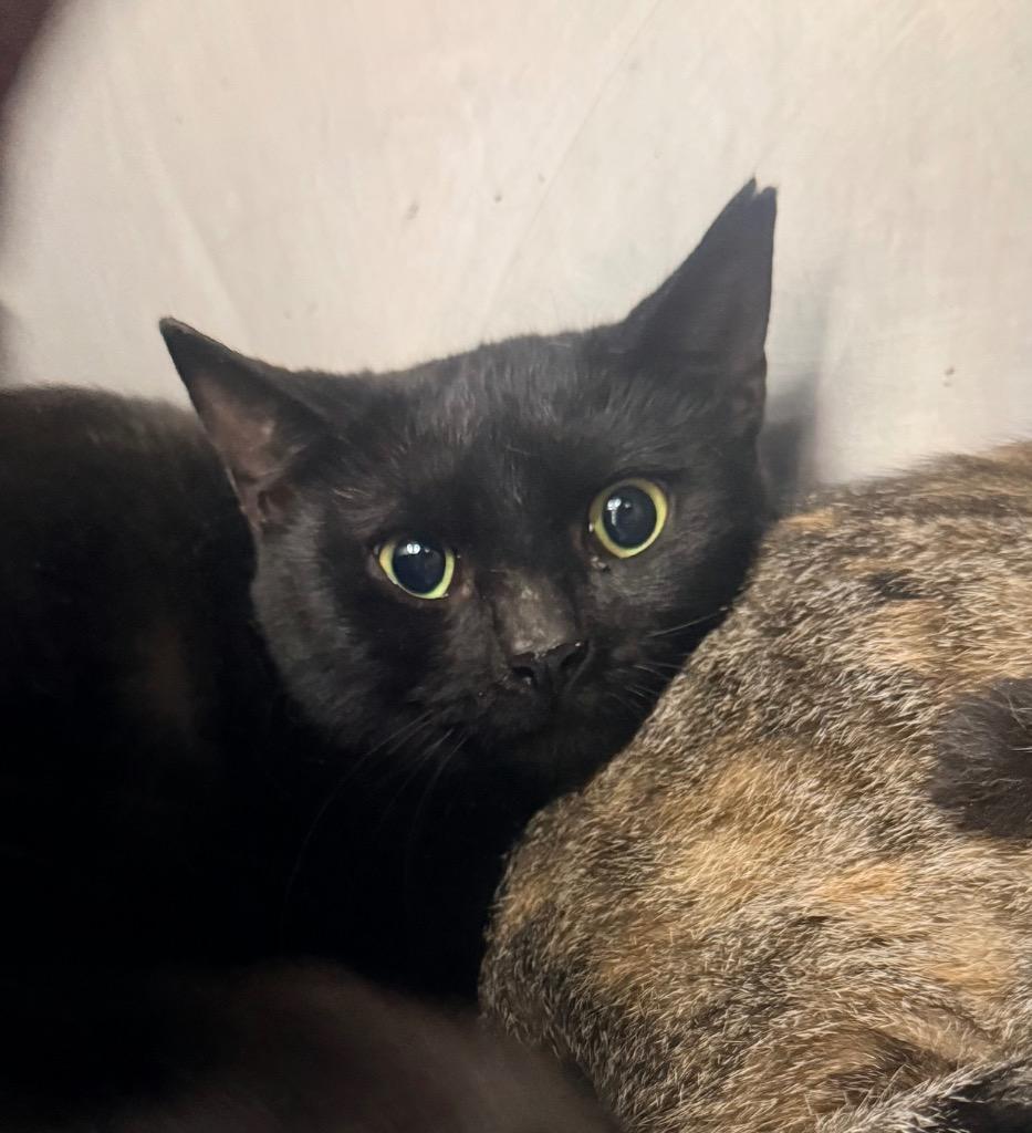 Licorice, Adoptable, Young Female Domestic Short Hair.