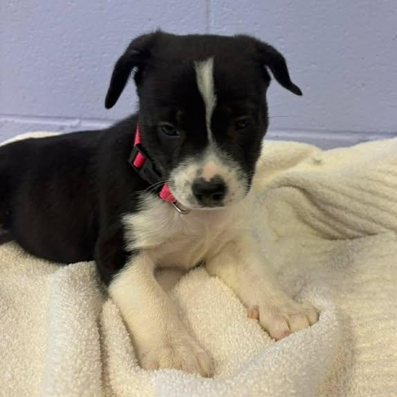 Enlarge Mona Lisa, a ADOPTABLE mixed breed in Bardstown, KY image 3/6