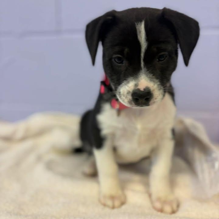 Enlarge Mona Lisa, a ADOPTABLE mixed breed in Bardstown, KY image 6/6