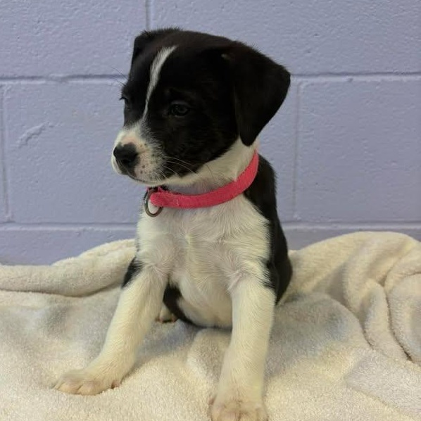 Enlarge Mona Lisa, a ADOPTABLE mixed breed in Bardstown, KY image 2/6