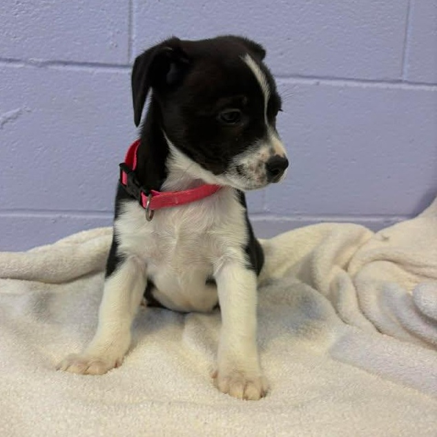 Enlarge Mona Lisa, a ADOPTABLE mixed breed in Bardstown, KY image 4/6