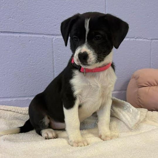 Mona Lisa, ADOPTABLE, Puppy Female Australian Shepherd.