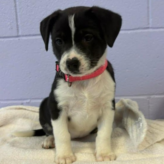 Enlarge Mona Lisa, a ADOPTABLE mixed breed in Bardstown, KY image 5/6