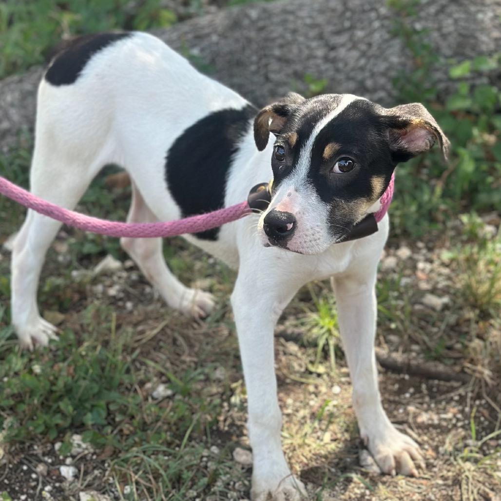 Jerry, Adoptable, Young Male Shepherd & Mixed Breed.