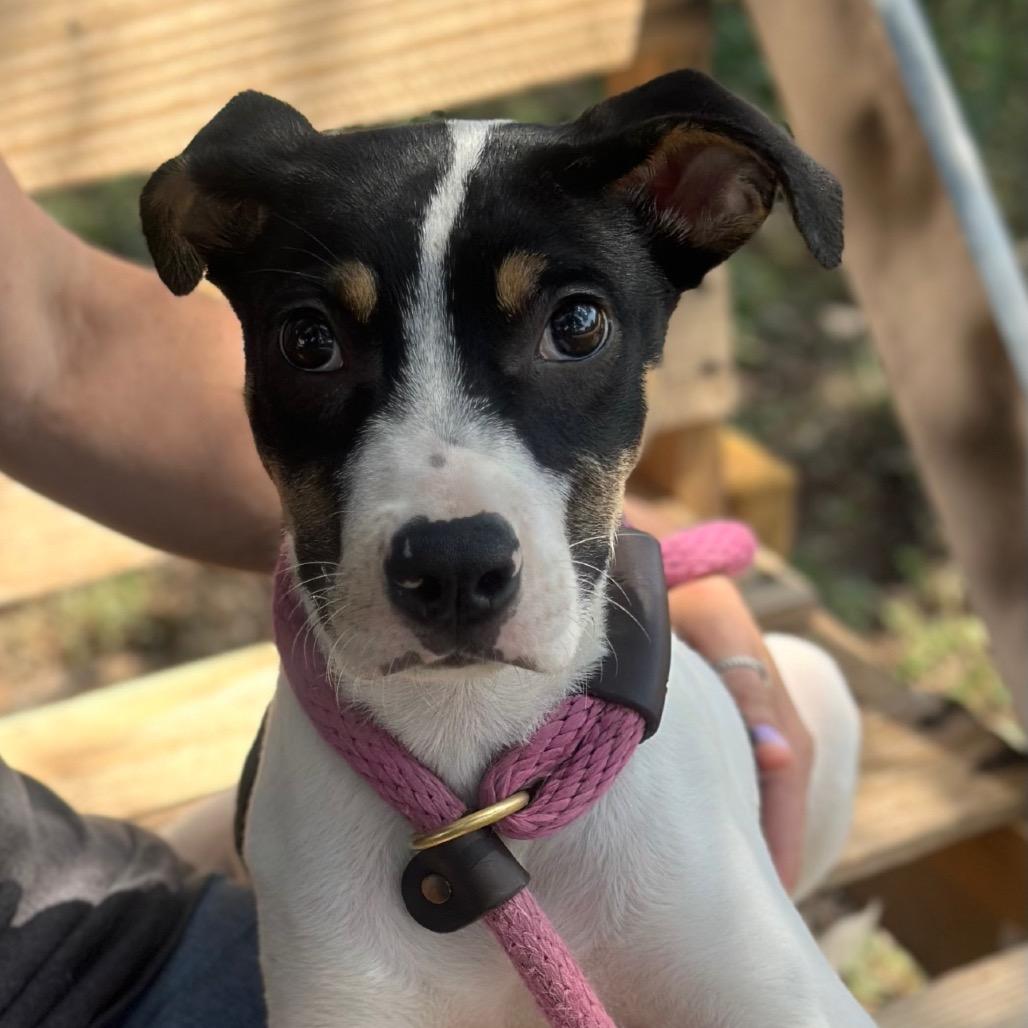 Jerry, a Adoptable mixed breed in Hagerstown, MD image 2/3