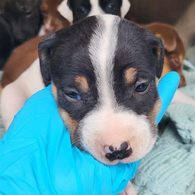 Jerry, a Adoptable mixed breed in Hagerstown, MD image 3/3