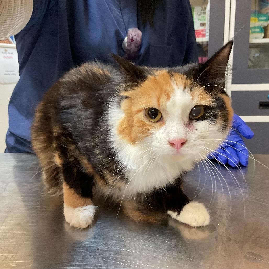 Enlarge Roxie, a Adoptable Domestic Long Hair in Monroe, LA image 1/1