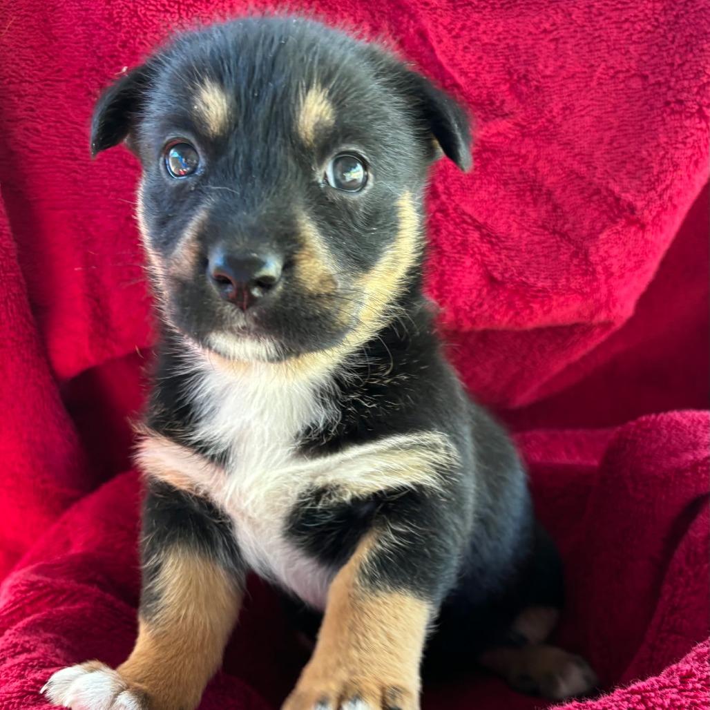 Jennie, a Adoptable mixed breed in Redmond, WA image 1/3