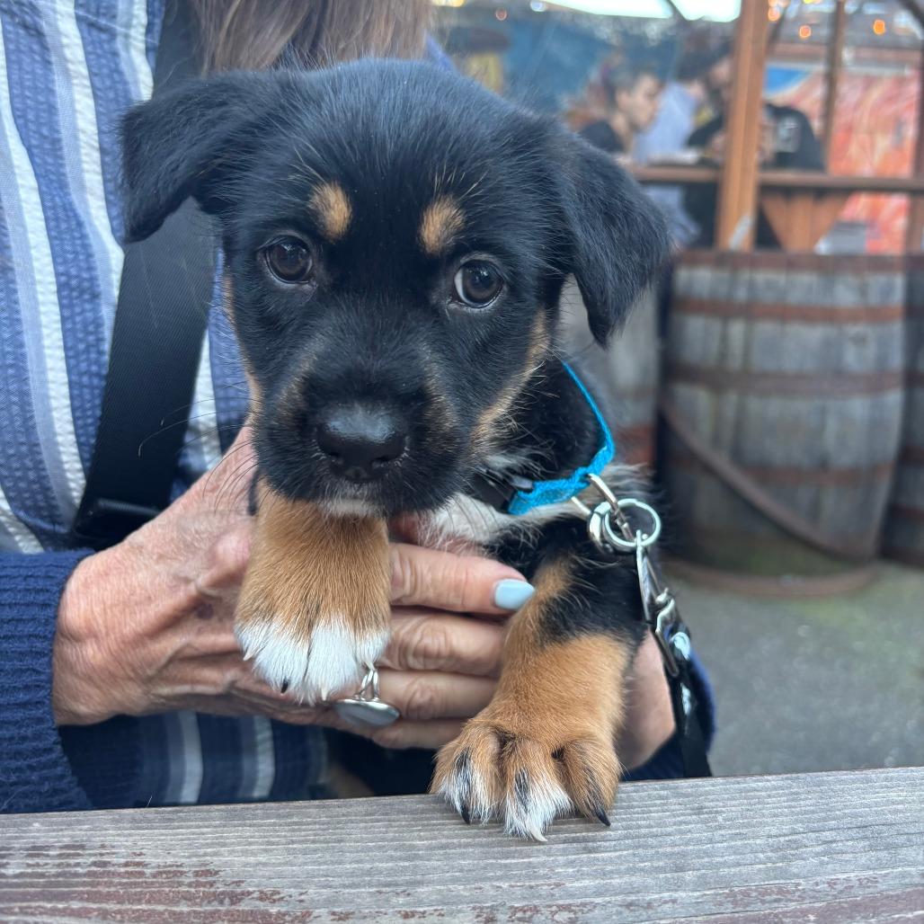 Jennie, a Adoptable mixed breed in Redmond, WA image 2/3
