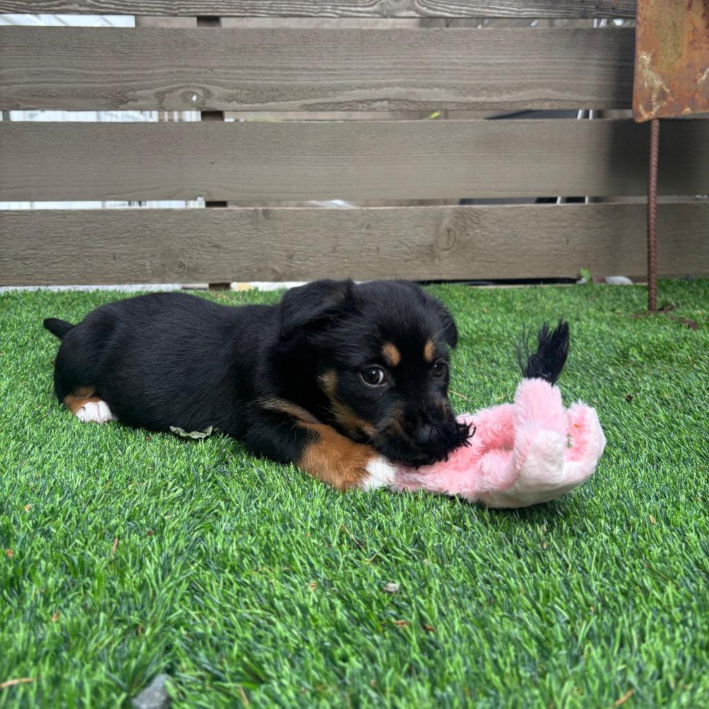 Jennie, a Adoptable mixed breed in Redmond, WA image 3/3
