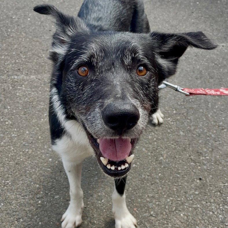 Ace, Adoptable, Adult Male Border Collie.