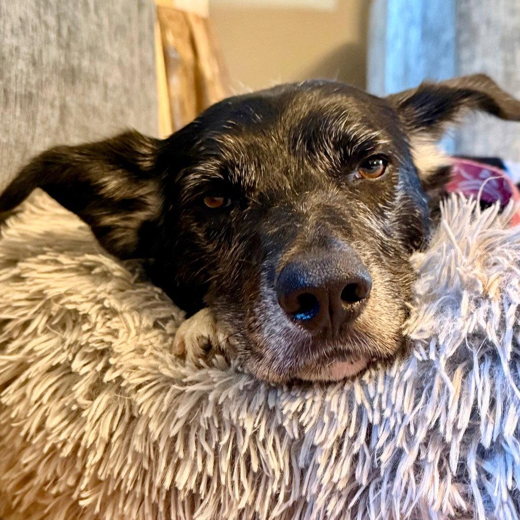 Ace, Adoptable, Adult Male Border Collie.