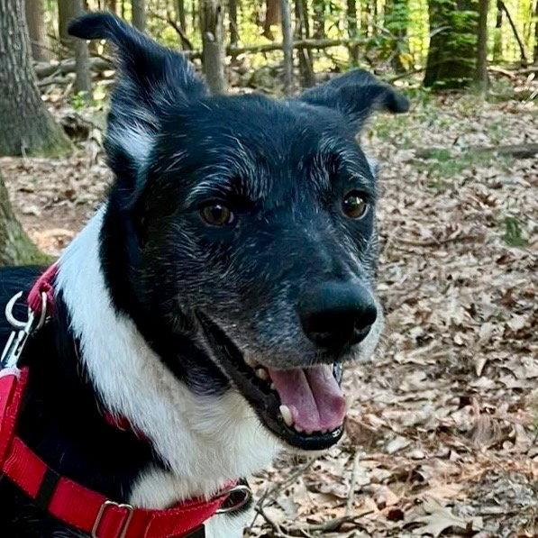 Ace, Adoptable, Adult Male Border Collie.