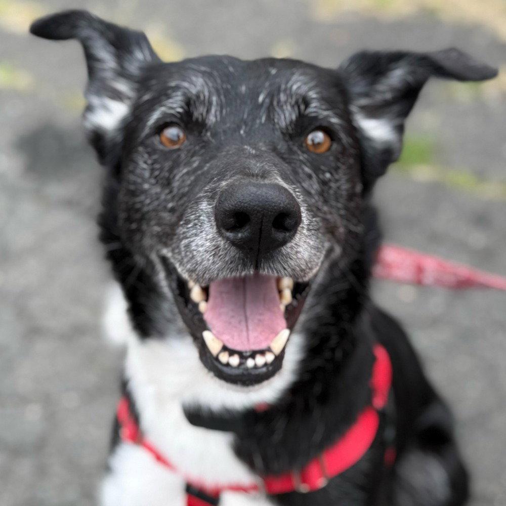Enlarge Ace, a Adoptable Border Collie in Bloomfield, CT image 2/3