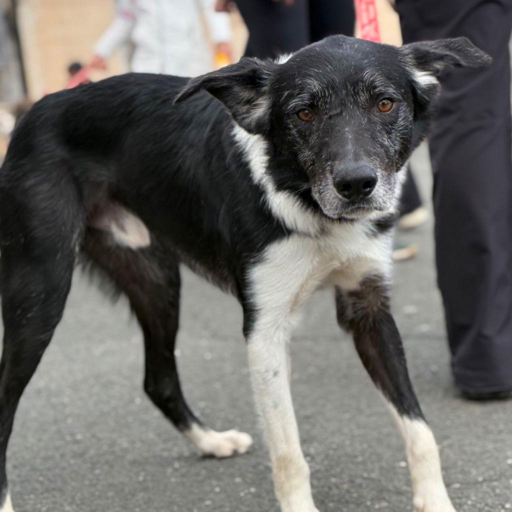 Enlarge Ace, a Adoptable Border Collie in Bloomfield, CT image 1/3