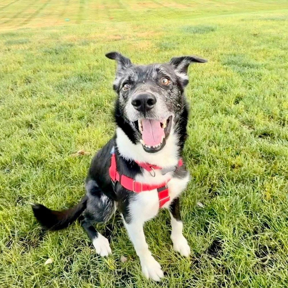 Enlarge Ace, a Adoptable Border Collie in Bloomfield, CT image 3/3