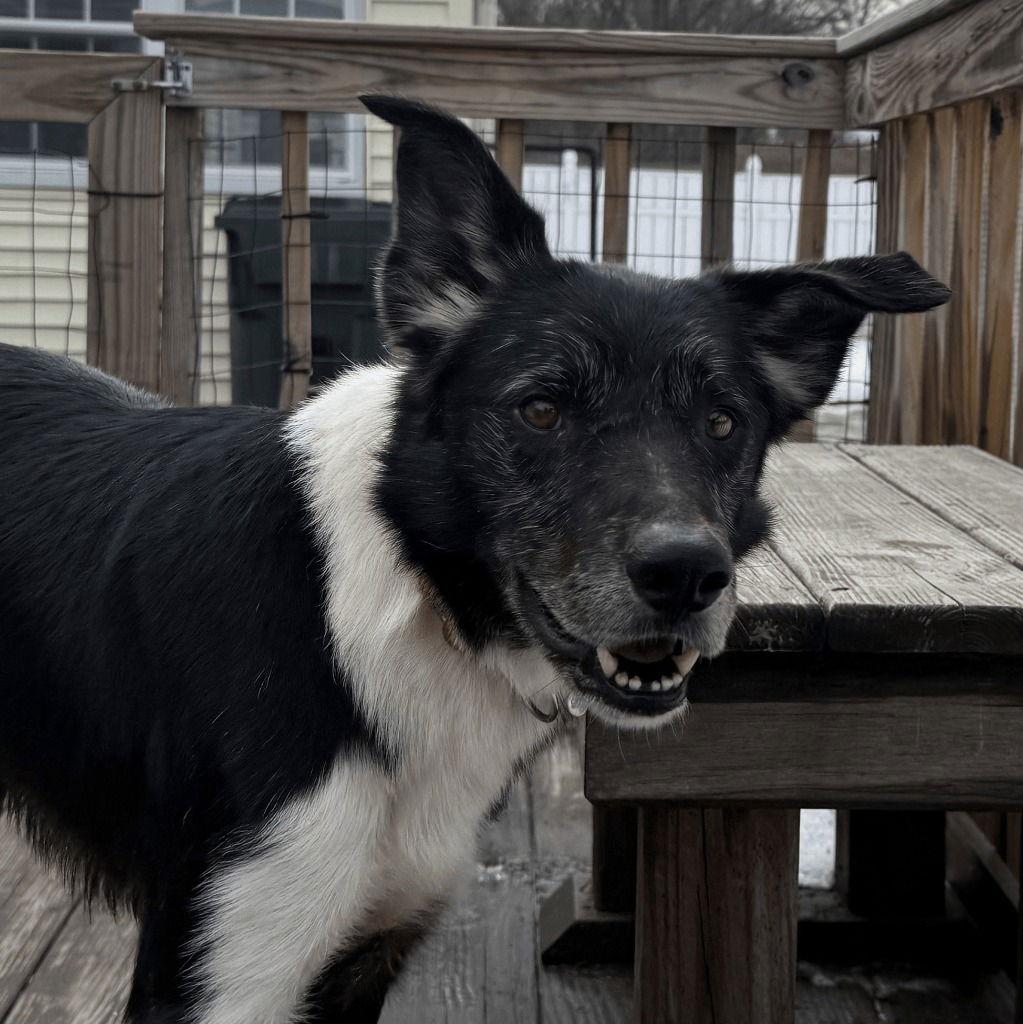 Enlarge Ace, a Adoptable Border Collie in Bloomfield, CT image 2/3