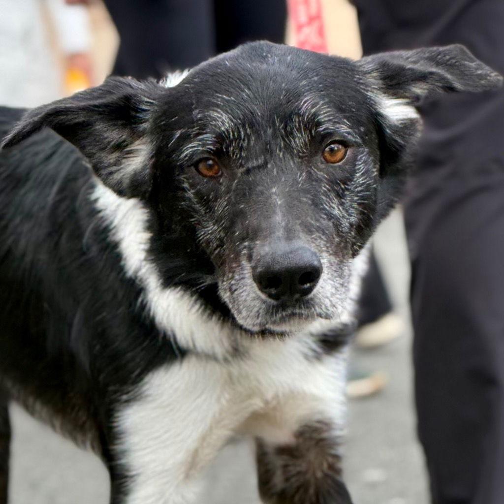 Enlarge Ace, a Adoptable Border Collie in Bloomfield, CT image 3/3