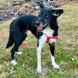 Enlarge Ace, a Adoptable Border Collie in Bloomfield, CT image 2/3