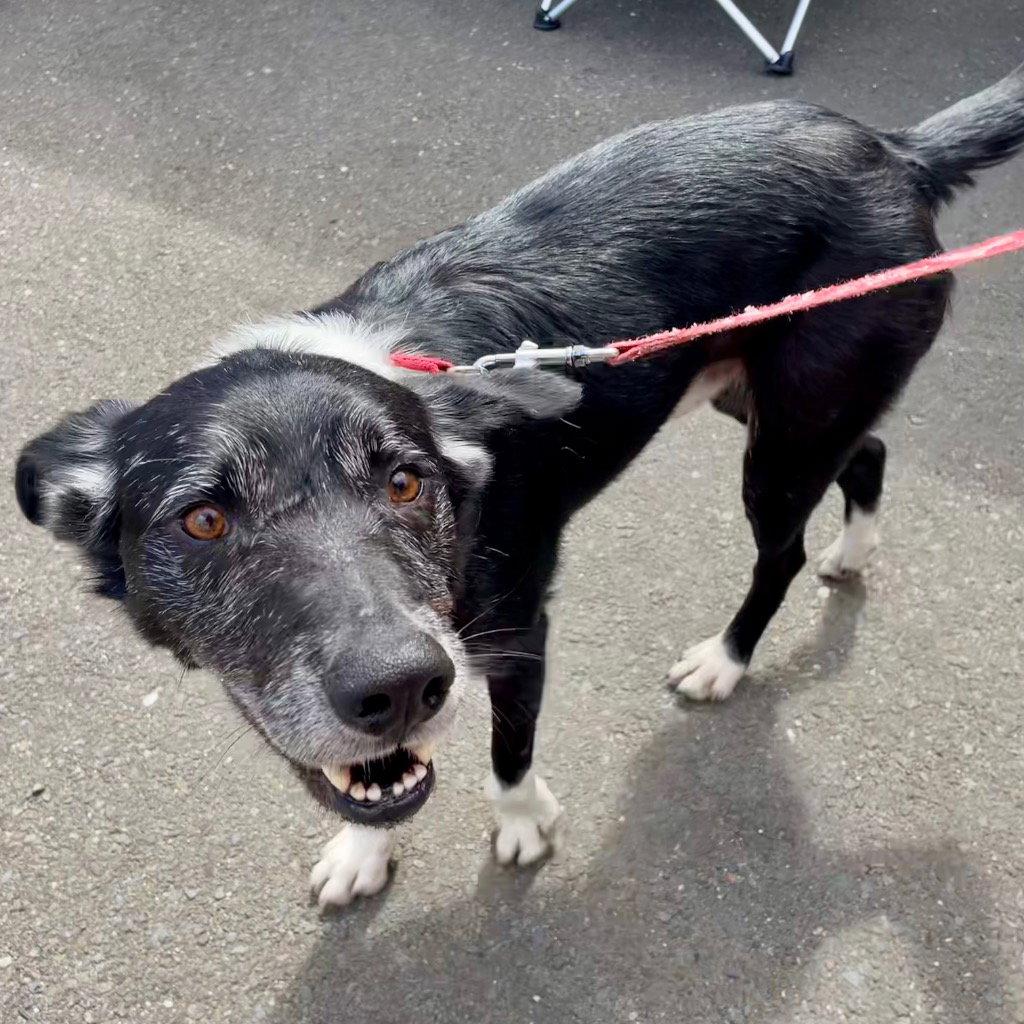 Enlarge Ace, a Adoptable Border Collie in Bloomfield, CT image 3/3