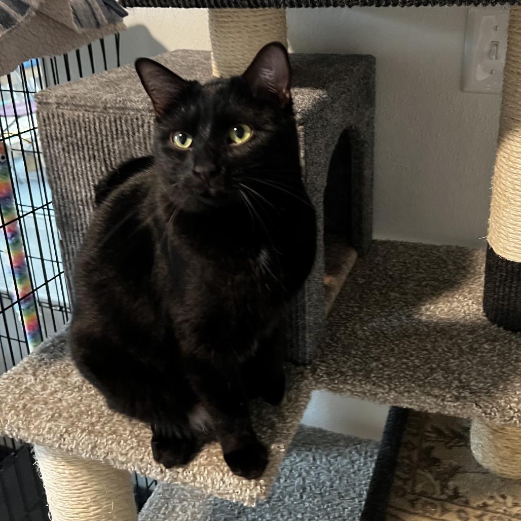 Eevee, Adoptable, Adult Female Domestic Short Hair.