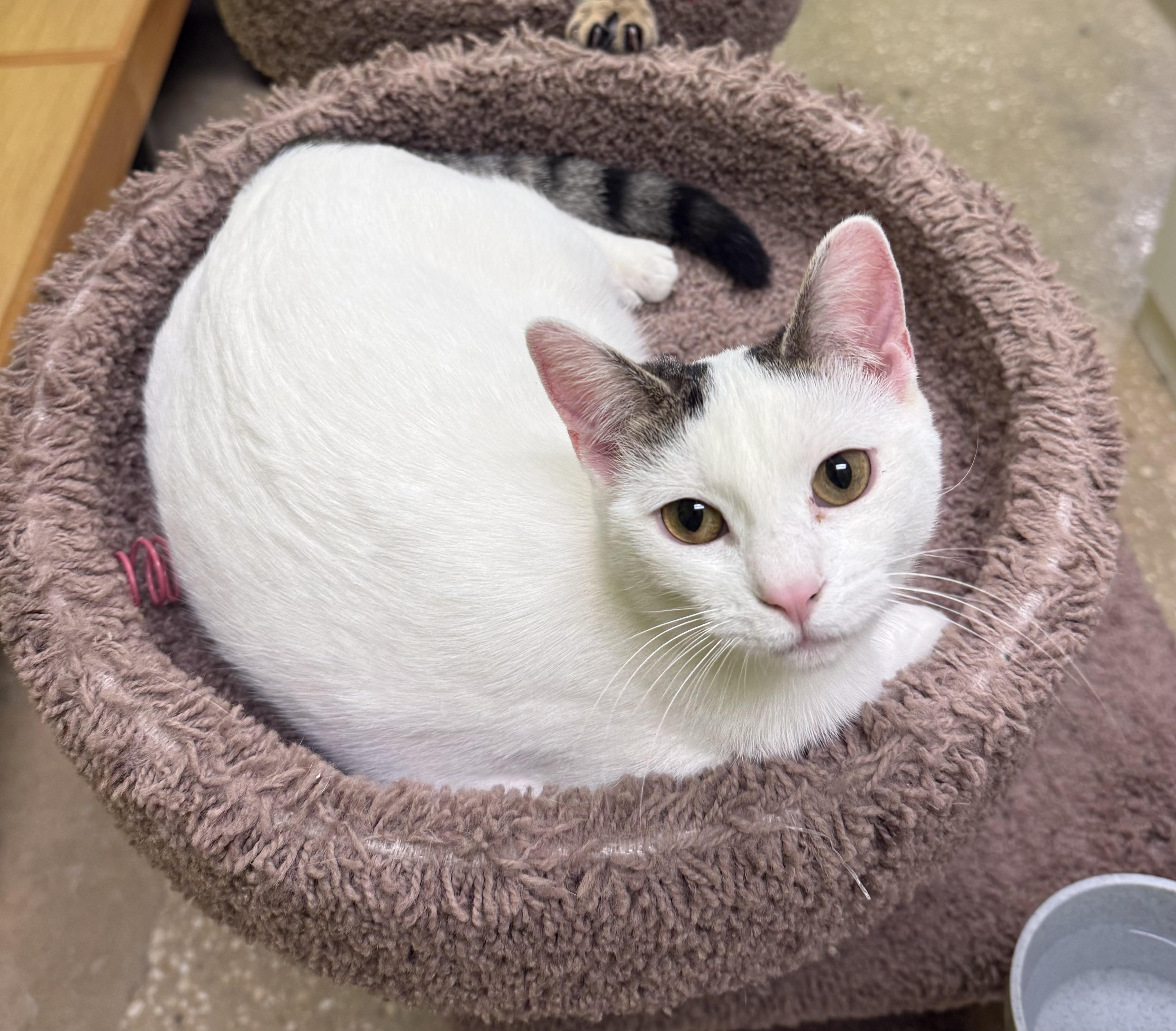 Enlarge Luna, a Adoptable Domestic Short Hair in Old Bridge, NJ image 1/1