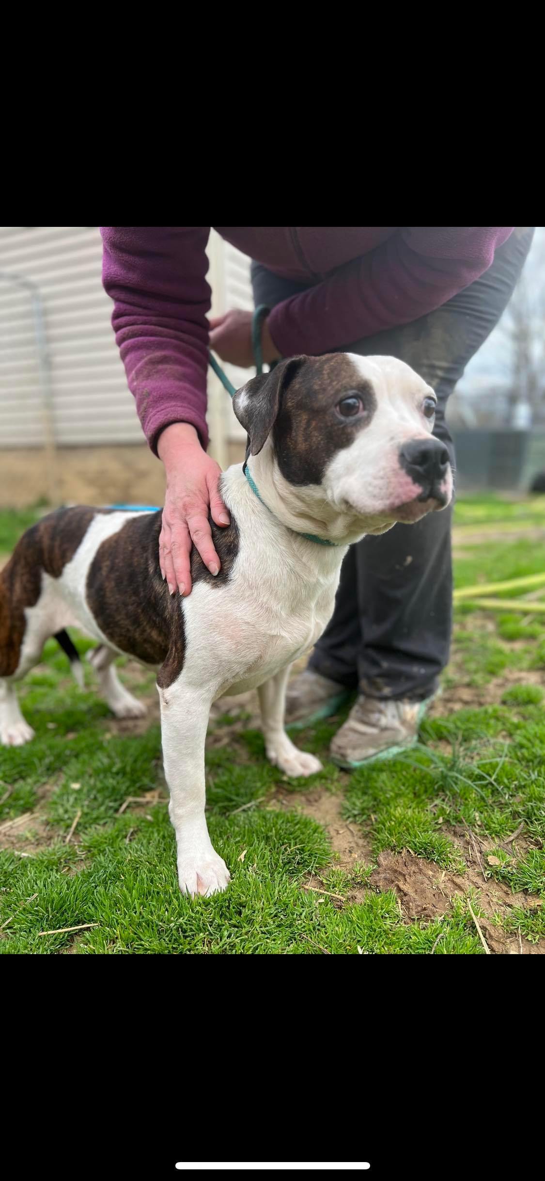 Enlarge Lisa, a Adoptable mixed breed in Greenfield, TN image 1/12
