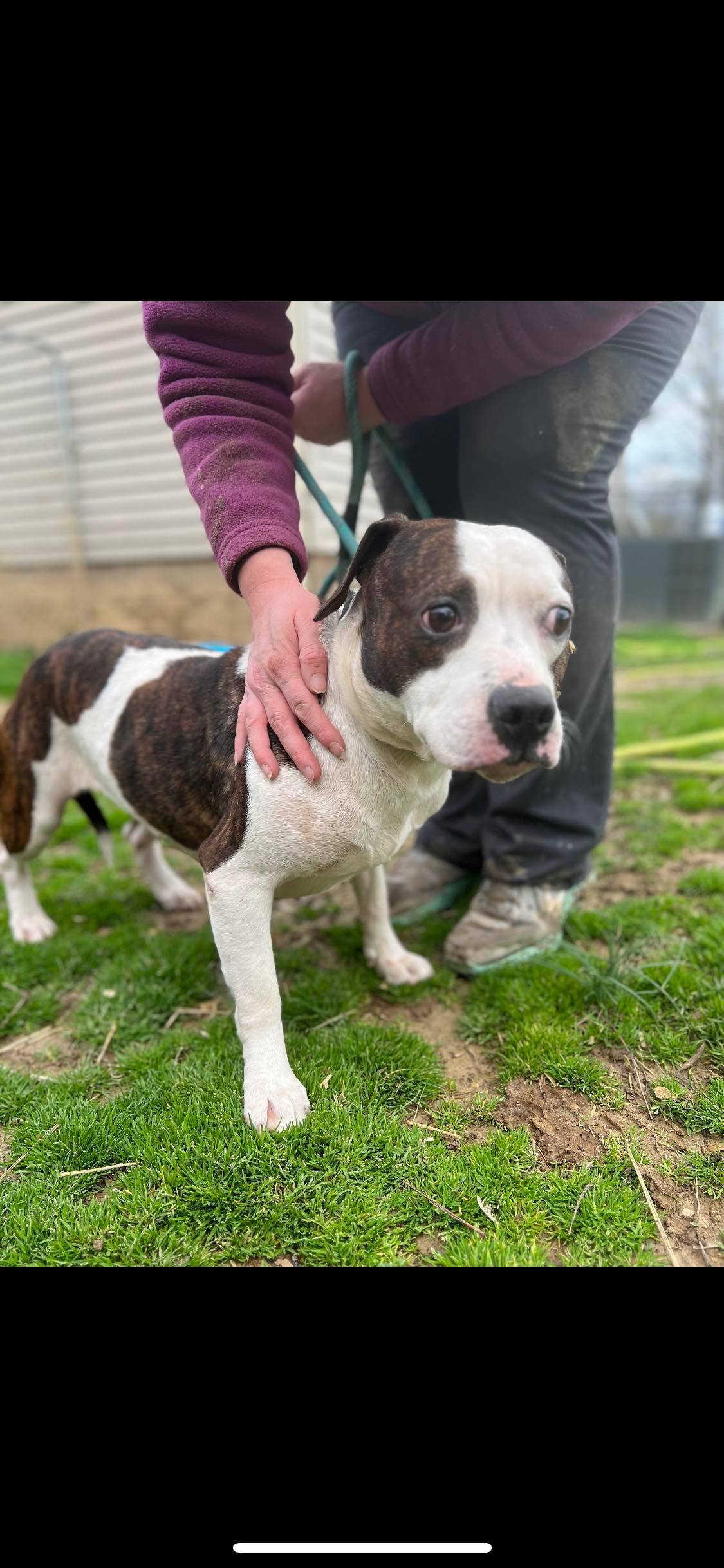 Enlarge Lisa, a Adoptable mixed breed in Greenfield, TN image 2/12