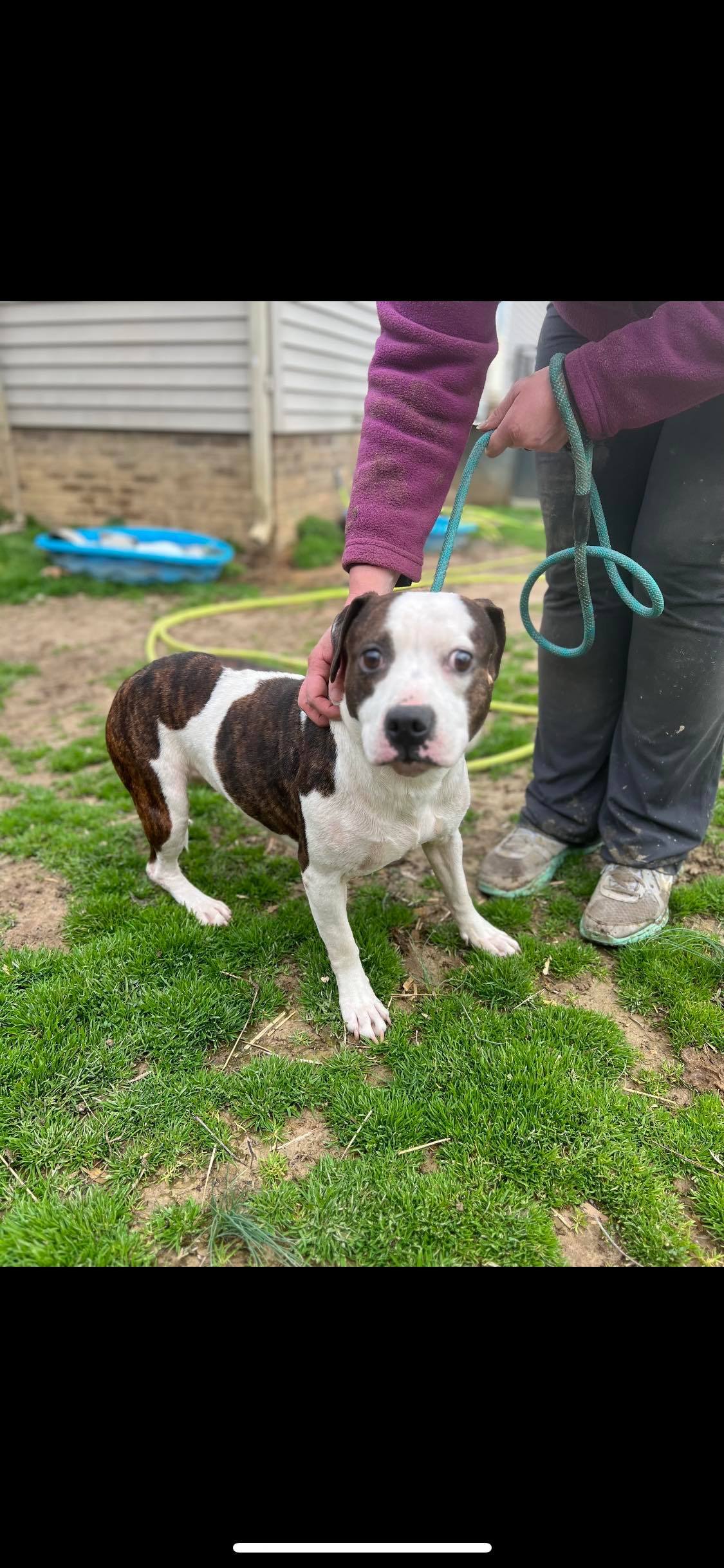 Enlarge Lisa, a Adoptable mixed breed in Greenfield, TN image 3/12