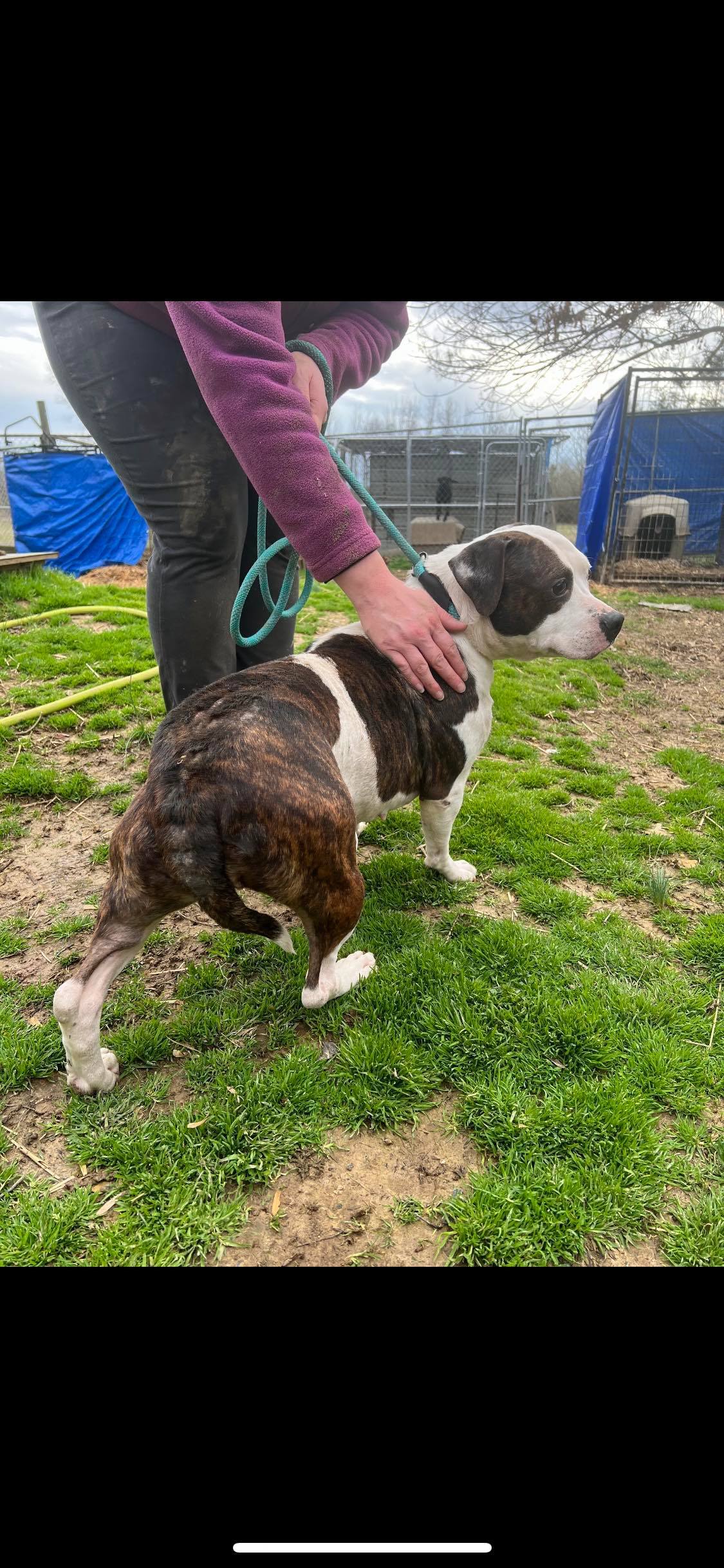 Enlarge Lisa, a Adoptable mixed breed in Greenfield, TN image 4/12