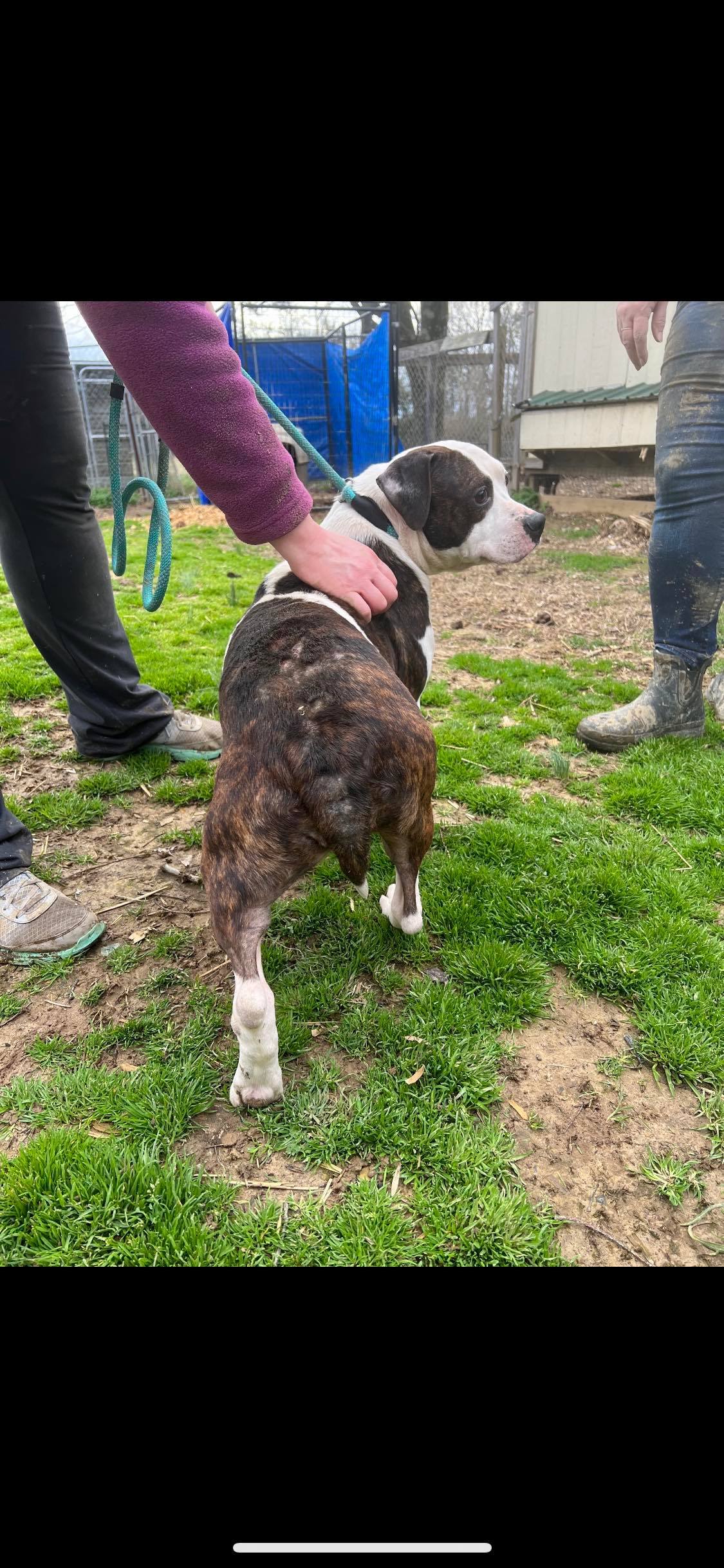 Enlarge Lisa, a Adoptable mixed breed in Greenfield, TN image 5/12