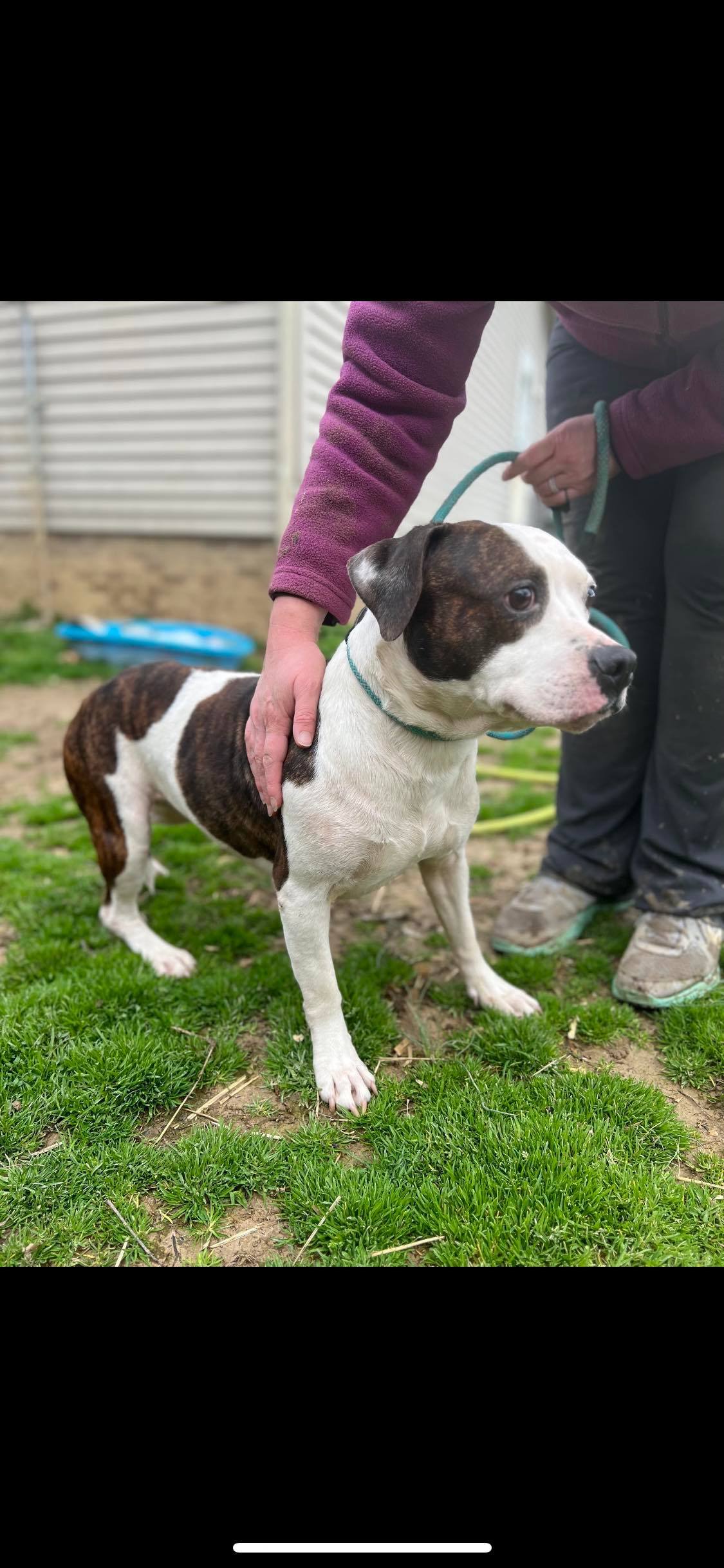 Enlarge Lisa, a Adoptable mixed breed in Greenfield, TN image 6/12