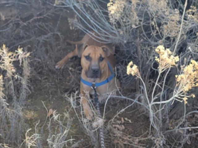 MARVIN, Adoptable, Young Male Mixed Breed.