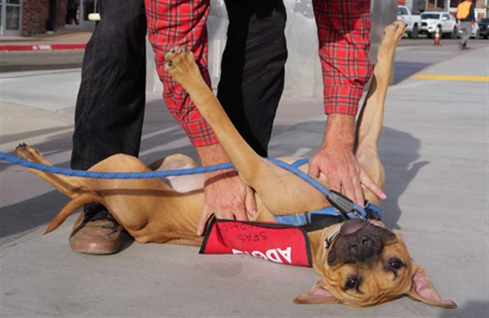 Enlarge MARVIN, a Adoptable Mixed Breed in Santa Fe, NM image 1/1