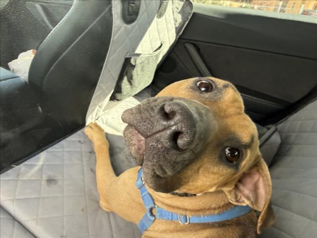 Enlarge MARVIN, a Adoptable Mixed Breed in Santa Fe, NM image 1/1