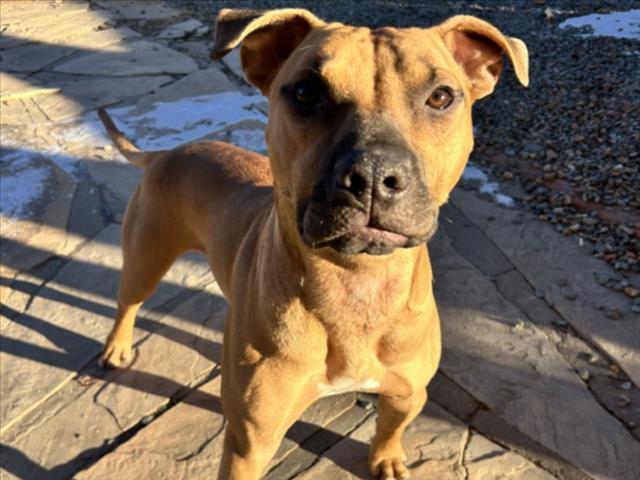 MARVIN, Adoptable, Young Male Mixed Breed.