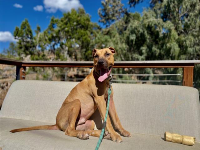 MARVIN, Adoptable, Young Male Mixed Breed.