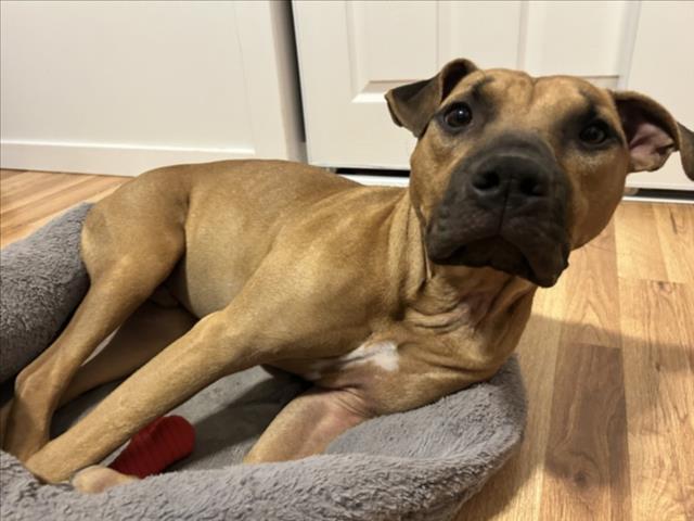 MARVIN, Adoptable, Young Male Mixed Breed.