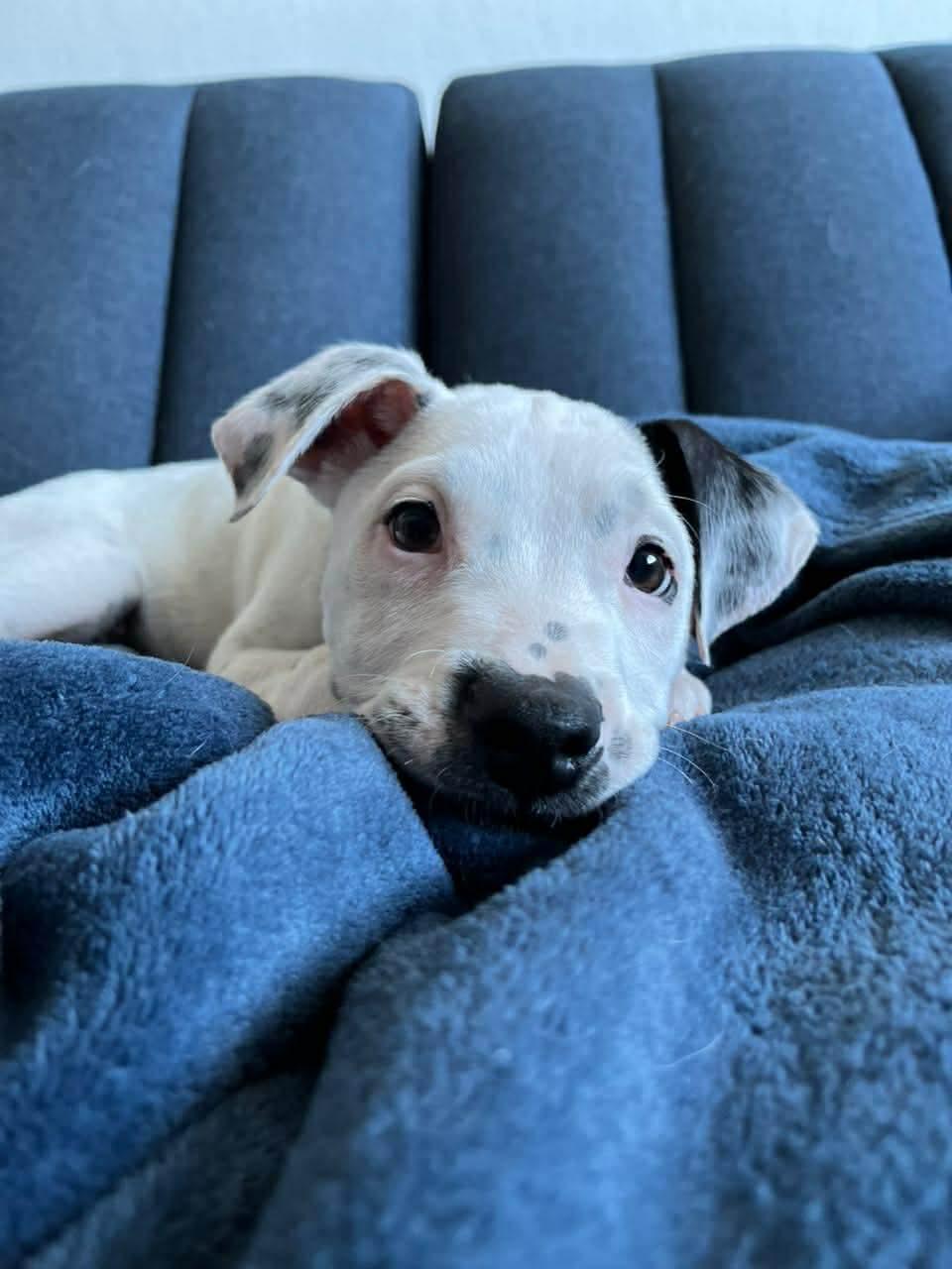Milo #2, adoptable, Puppy Male Terrier.
