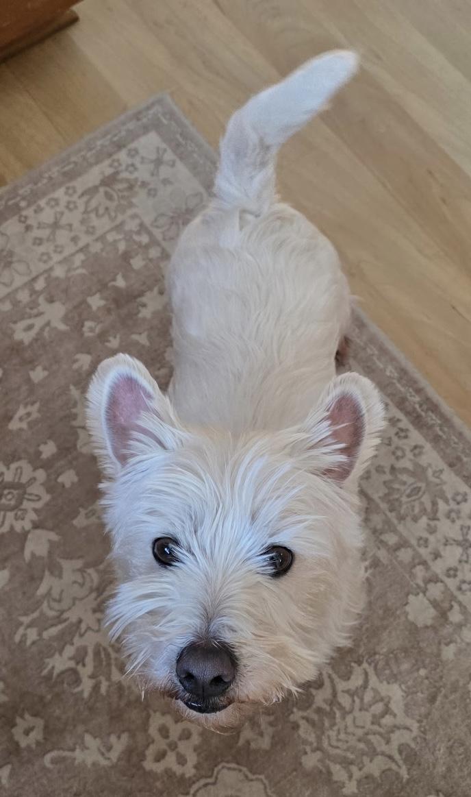 Twinkie, a ADOPTABLE West Highland White Terrier / Westie in Rockaway, NJ image 5/5