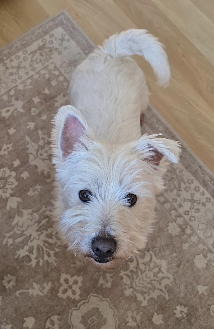 Twinkie, ADOPTABLE, Young Male West Highland White Terrier / Westie.
