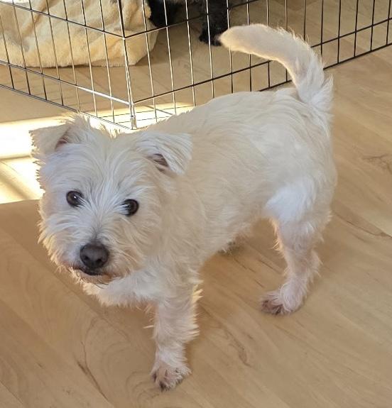 Twinkie, a ADOPTABLE West Highland White Terrier / Westie in Rockaway, NJ image 2/5