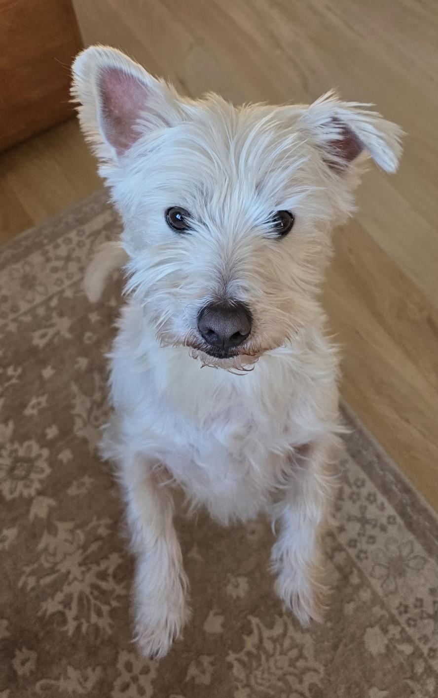 Twinkie, a ADOPTABLE West Highland White Terrier / Westie in Rockaway, NJ image 3/5