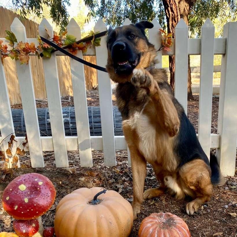 Enlarge Tye, a ADOPTABLE German Shepherd Dog in Acton, CA image 1/3