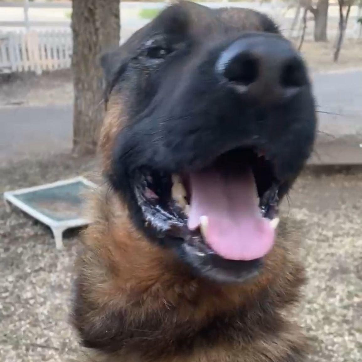 Enlarge Tye, a ADOPTABLE German Shepherd Dog in Acton, CA image 3/3