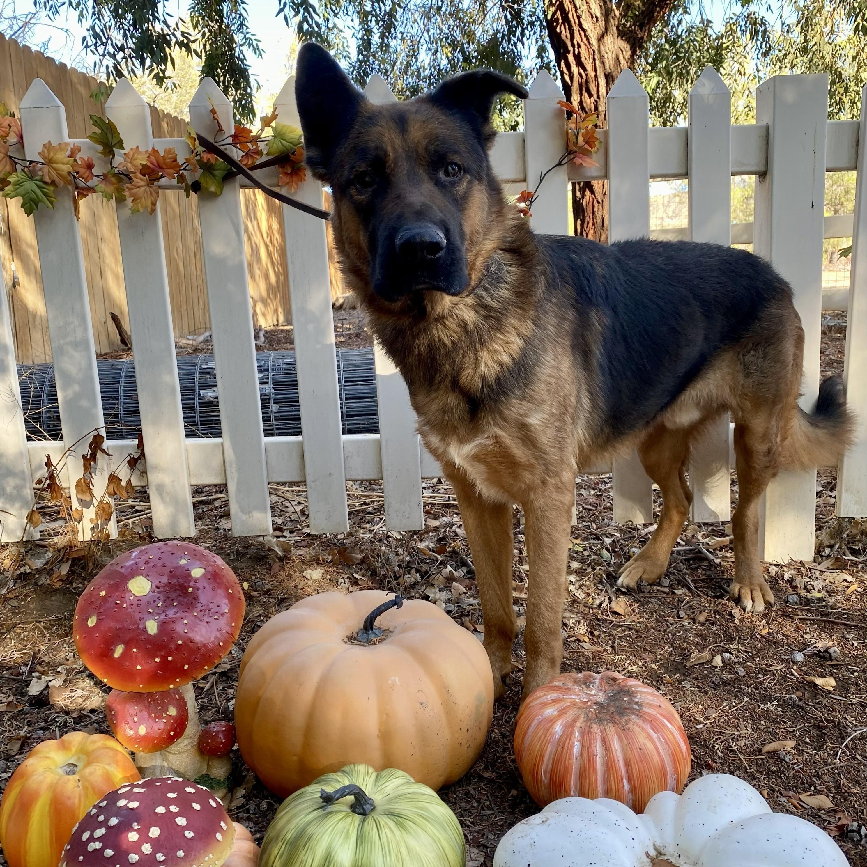 Enlarge Tye, a ADOPTABLE German Shepherd Dog in Acton, CA image 2/3