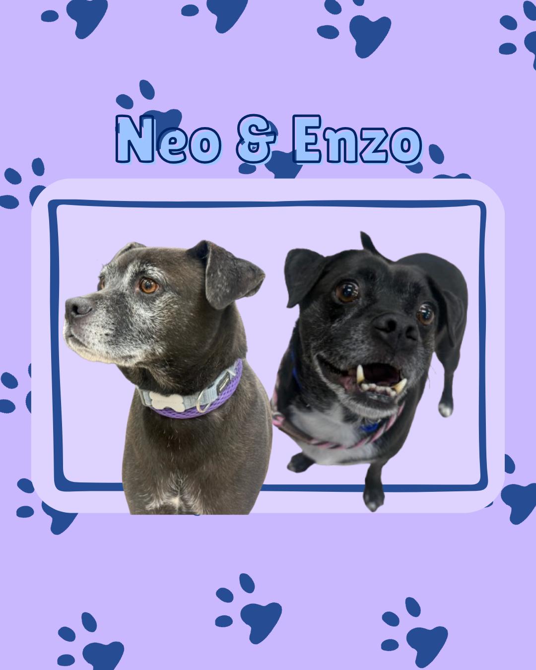 Enzo and Neo, adopted, Adult Male Pug.
