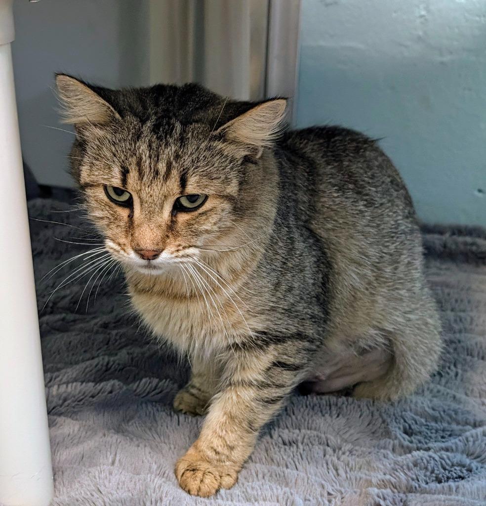 Whiskerwind, Adoptable, Young Female Domestic Short Hair.